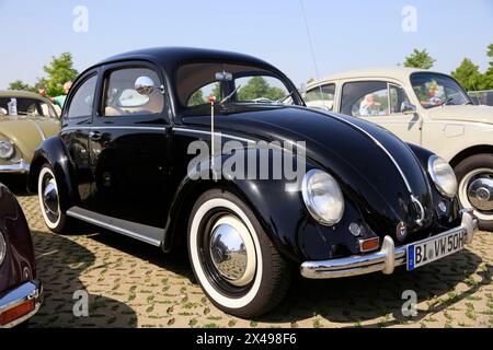 Volkswagen VW Käfer 1100 tipo 1, Brezel-Käfer, 41. MaiKäferTreffen, Hannover, Niedersachsen, Deutschland *** Volkswagen VW Beetle 1100 tipo 1, Pretzel Beetle, 41 MaiKäferTreffen, Hannover, bassa Sassonia, Germania Foto Stock