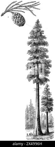 Sequoia gigante, un ramo con coni, Sequoiadendron giganteum, (, ), Riesenmammutbaum, a Zweig mit Zapfen, séquoia géant, a branche avec cône Foto Stock