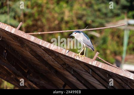 Airone di Squacco, Ardeola Ralloides, arroccato su un vecchio rifugio. Egitto Foto Stock