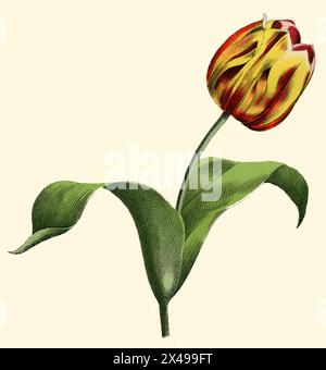 Tulipano di Didier o tulipano da giardino Tulipa gesneriana, (libro di botanica, 1879), Tulpe Foto Stock