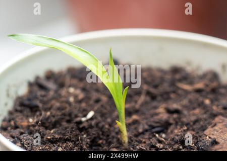 Un piccolo impianto domestico sta germogliando da uno pneumatico automobilistico sotto forma di impianto di fioritura. Si distingue in un modo unico man mano che cresce da un uncon Foto Stock