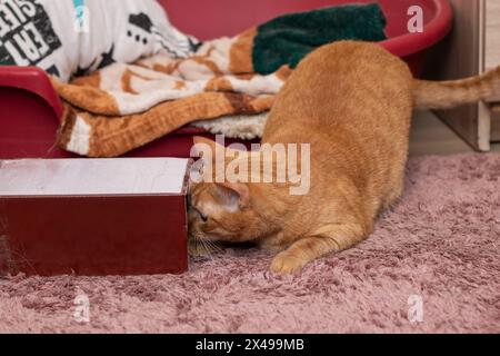 Un felino Felidae, con pelliccia d'arancia e whisker, sdraiato su un tappeto rosa vicino a una scatola di legno etichettata Friday. Il gatto di piccole e medie dimensioni trova conforto Foto Stock