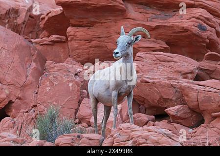 Grande pecora di pecore delle Montagne Rocciose del deserto (Ovis canadensis nelsoni) in piedi su pietra arenaria rossa nel Valley of Fire State Park vicino a Overton, Nevada Foto Stock