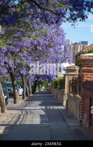 Bella e vibrante jacaranda viola in fiore. Tenerezza. Alberi di Jacaranda nell'Australia meridionale, Adelaide. Fiore viola per lo sfondo primaverile o estivo. Foto Stock
