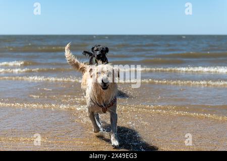 Due cani corrono nell'oceano e si godono l'acqua. La scena è gioiosa e giocosa Foto Stock