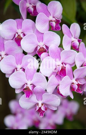 Un gruppo di orchidee di falena lavanda crescono insieme. Foto Stock