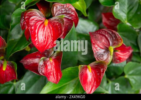 Le foglie rosse a forma di cuore di una pianta di anthurium hanno una lucentezza naturale. Foto Stock
