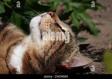 Tabby solarium nel Flower Bed Foto Stock