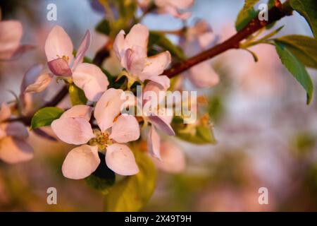 Primo piano Apple Tree Blossom Foto Stock