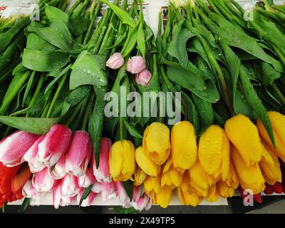 Tulipani colorati con gocce di pioggia sul bancone in vendita. Foto Stock