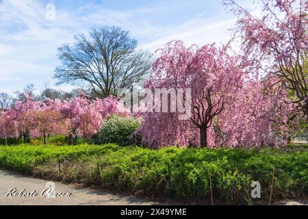Cherry Blossom Tree a Branch Brook Park, Newark, New Jersey Foto Stock
