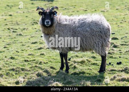 Le pecore di North Ronaldsay sono presenti principalmente sulle alghe alghe alghe alghe alghe alghe alghe alghe alghe, in quanto sono confinate al litorale da un muro di pietra costruito intorno al perimetro dell'isola Foto Stock