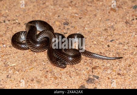 Comune lupo serpente (Lycophidion capense), chiamato anche serpente lupo del Capo Foto Stock