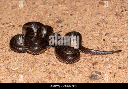 Comune lupo serpente (Lycophidion capense), chiamato anche serpente lupo del Capo Foto Stock