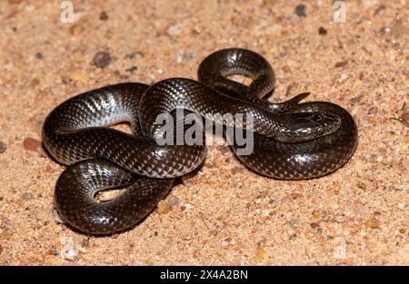 Comune lupo serpente (Lycophidion capense), chiamato anche serpente lupo del Capo Foto Stock