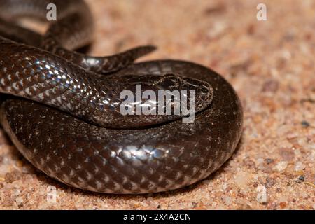 Comune lupo serpente (Lycophidion capense), chiamato anche serpente lupo del Capo Foto Stock