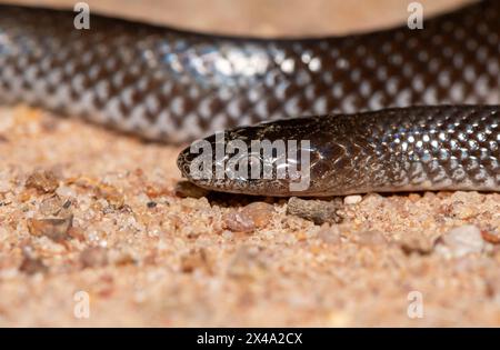 Comune lupo serpente (Lycophidion capense), chiamato anche serpente lupo del Capo Foto Stock