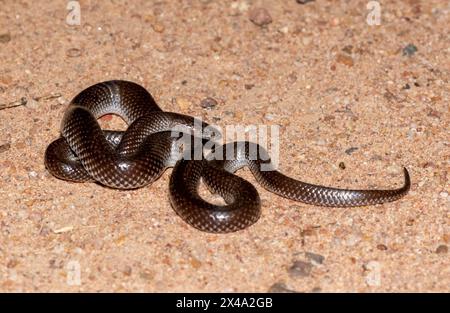 Comune lupo serpente (Lycophidion capense), chiamato anche serpente lupo del Capo Foto Stock