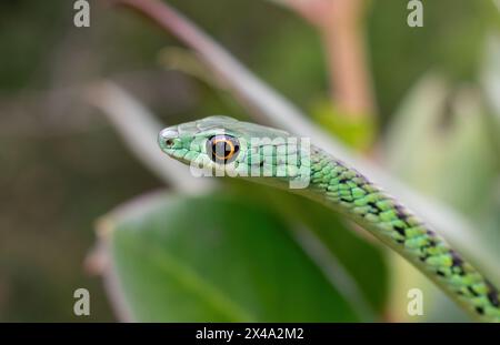 Primo piano di un grazioso serpente arbustivo avvistato da adulti (Philothamnus semivariegatus) Foto Stock