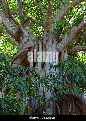 Il tronco di un vecchio albero Ficus o banyan con licheni gialli sulla corteccia. Foto Stock