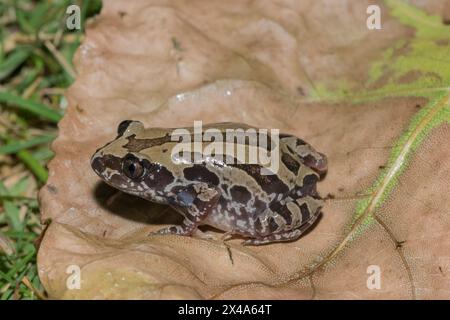 Bubbling Kassina, nota anche come rana senegale (Kassina senegalensis) Foto Stock