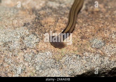 Il verme da giardino con testa a pala (Bipalium kewense), noto anche come il verme piatto martello, è un planare predatore della terra, che si nutre di lombrichi Foto Stock