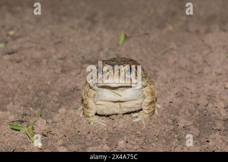 Un bellissimo rospo gutturale adulto (Amietophrynus gutturalis) Foto Stock