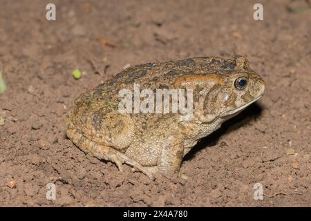 Un bellissimo rospo gutturale adulto (Amietophrynus gutturalis) Foto Stock