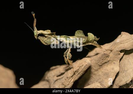 Ghost mantis (Phyllocrania paradoxa) che mostra un mimetismo simile a una foglia Foto Stock