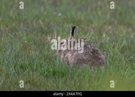 Brown Hare, Isole Orcadi, Scozia Foto Stock