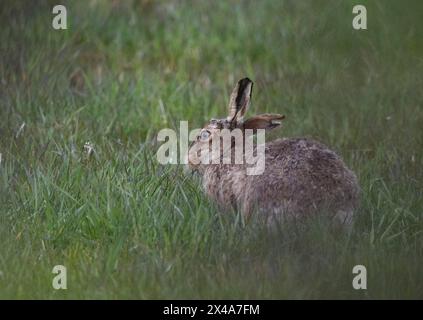 Brown Hare, Isole Orcadi, Scozia Foto Stock