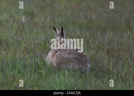 Brown Hare, Isole Orcadi, Scozia Foto Stock