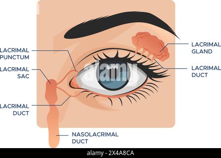 Anatomia dell'occhio - le ghiandole lacrimali- illustrazione di scorta come file EPS 10 Illustrazione Vettoriale