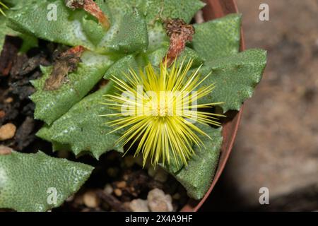 Lo Stomatium suricatinum minacciato, originario del Capo Occidentale in Sud Africa, mostra il suo bellissimo fiore Foto Stock