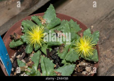 Lo Stomatium suricatinum minacciato, originario del Capo Occidentale in Sud Africa, mostra il suo bellissimo fiore Foto Stock