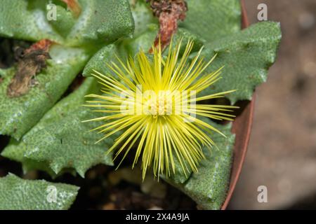 Lo Stomatium suricatinum minacciato, originario del Capo Occidentale in Sud Africa, mostra il suo bellissimo fiore Foto Stock