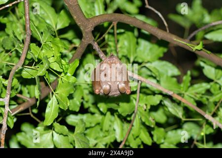 Un adorabile pipistrello di frutta (Epomophorus wahlbergi) appeso a un ramo di un albero Foto Stock
