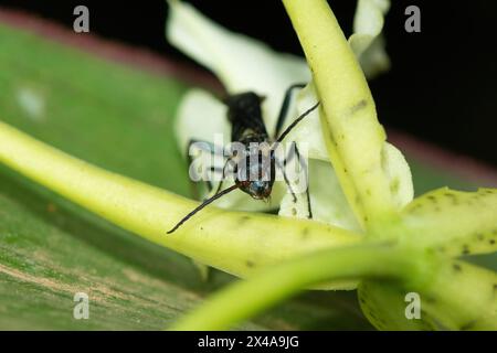 Vespa di fango blu (Chalybion) che impollina un fiore di brassia Foto Stock