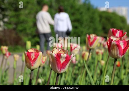 Tulipani bianchi rossi nella città primaverile, vista sfocata per una coppia che cammina su una strada durante il giorno di sole Foto Stock