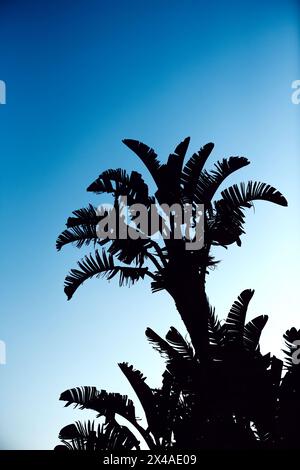 La silhouette di un'alta palma si distingue in modo prominente contro il gradiente di un cielo crepuscolo, con le sue fronde che ondeggiano dolcemente nella brezza serale Foto Stock