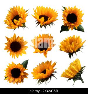 Girasoli gialli con set di foglie, luminoso oggetto ritaglio isolato per arredamento, design del tempo di raccolta, inviti, biglietto d'auguri, messa a fuoco morbida e percorso di ritaglio Foto Stock