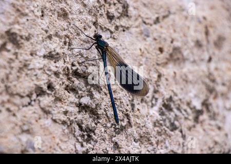 Libellula bianca e nera sul muro Foto Stock