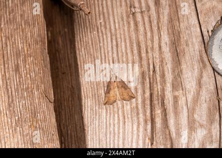 Hypena rostralis famiglia Erebidae genere Hypena muso abbottonato falena natura selvaggia insetti fotografia, foto, sfondo Foto Stock