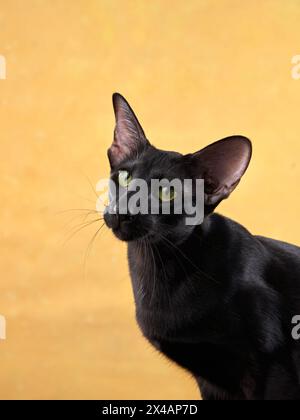 Un elegante gatto nero Oriental Shorthair con accattivanti occhi verdi si posa elegantemente su uno sfondo giallo dorato da studio Foto Stock