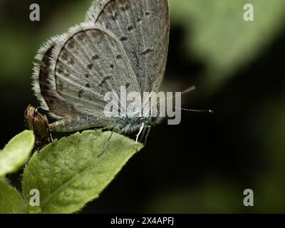 Zizina otis, il blu erba minore, è una specie di foto blu (Lycaenidae) della farfalla a Karangasem, Bali, Indonesia Foto Stock