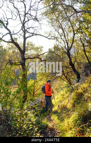 Un uomo con una giacca luminosa con pali da trekking cammina lungo un sentiero nella foresta. Un turista durante una vacanza attiva in Montenegro. Foto Stock