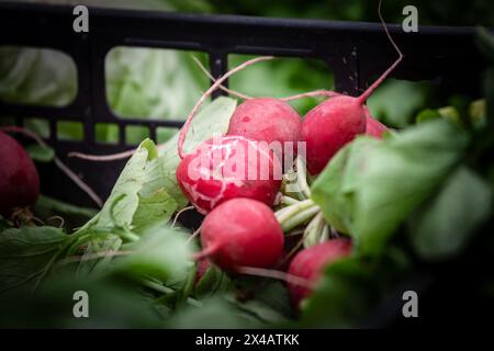 Immagine di globo rosso radiante in vendita a belgrado, serbia, su un mercato. Il ravanello (Raphanus raphanistrum subsp. sativus) è una radice vegetale commestibile Foto Stock