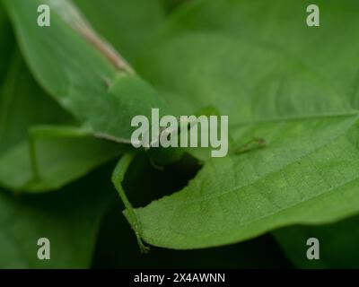 atractomorpha crenulata o cavalletta del tabacco che è uno dei parassiti che si trova sulle foglie verdi visto mangiare le foglie su cui si testa Foto Stock