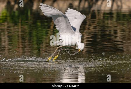 Una scorza innevata che cattura pesci mentre vola e scivola sull'acqua, un interessante comportamento di pesca. Foto Stock