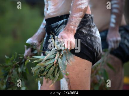 Fuoco rituale con ramo in fiamme verdi, fumo e fuoco, il rito rituale del fumo in un evento della comunità indigena in Australia Foto Stock